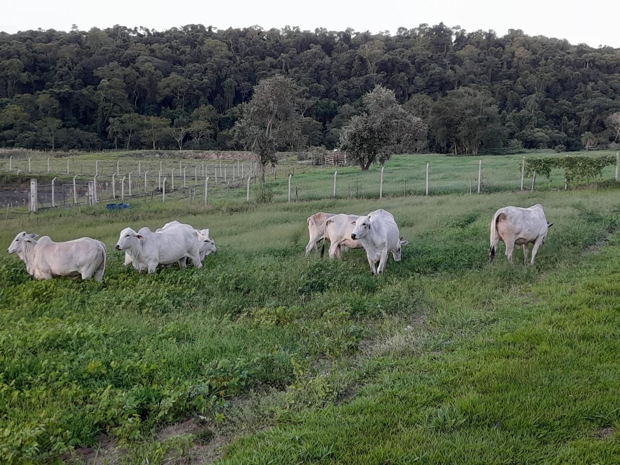 Hotel Fazenda Recanto do Monte Alegre Piraju Esterno foto