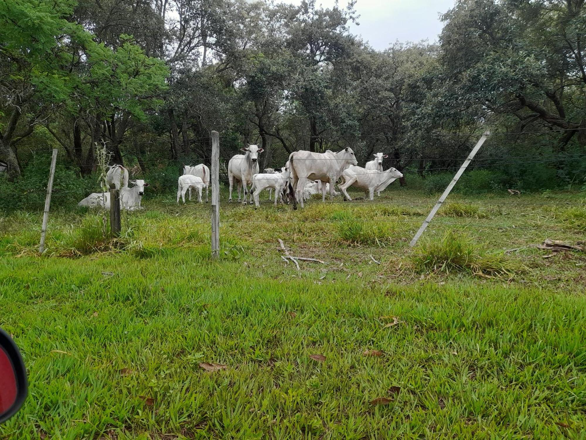 Hotel Fazenda Recanto do Monte Alegre Piraju Esterno foto